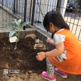 神奈川県横浜市都筑区ビワとキンカンの植樹風景