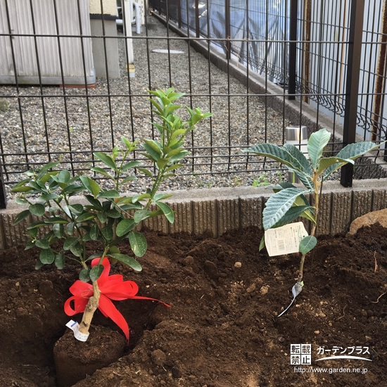 神奈川県横浜市都筑区ビワとキンカンの植樹風景