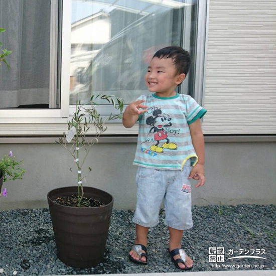 広島県尾道市オリーブと四季咲きモクセイの植樹風景