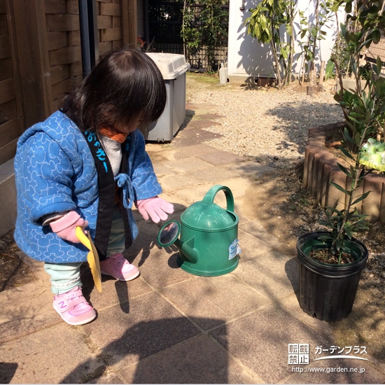 福岡県糸島市レモンとオリーブの植樹風景