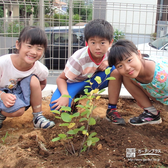 神奈川県大和市ジューンベリーとカキとイチジクの植樹風景