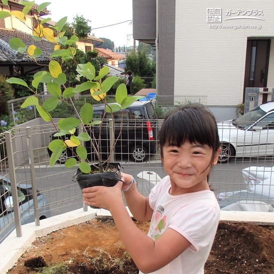 神奈川県大和市ジューンベリーとカキとイチジクの植樹風景