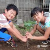 神奈川県大和市ジューンベリーとカキとイチジクの植樹風景