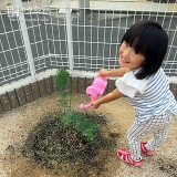 広島県広島市安佐南区ミモザとオリーブの植樹風景