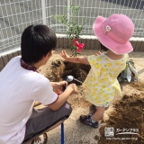 広島県広島市安佐南区ミモザとオリーブの植樹風景