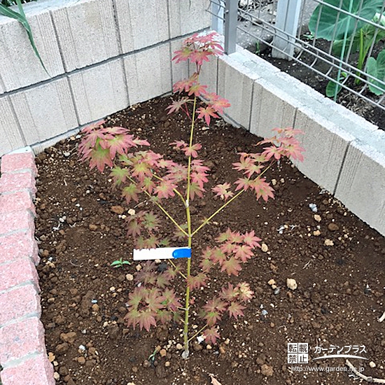 埼玉県鴻巣市もみじ（カエデ）とレモンの植樹風景