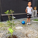 宮崎県日南市オリーブとキンモクセイの植樹風景