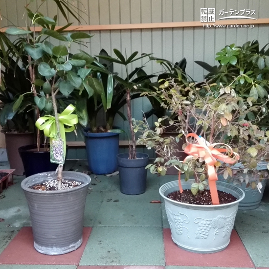 埼玉県さいたま市見沼区ライラックと紅葉トキワマンサクの植樹風景