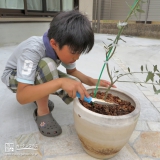 大阪府茨木市レモンとオリーブの植樹風景