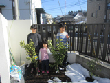 埼玉県川口市アルプス乙女とレモンとゆずとブラックベリーの植樹風景