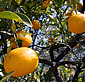 埼玉県川口市アルプス乙女とレモンとゆずとブラックベリーの植樹風景
