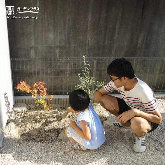 愛知県豊田市もみじ（カエデ）とオリーブの植樹風景