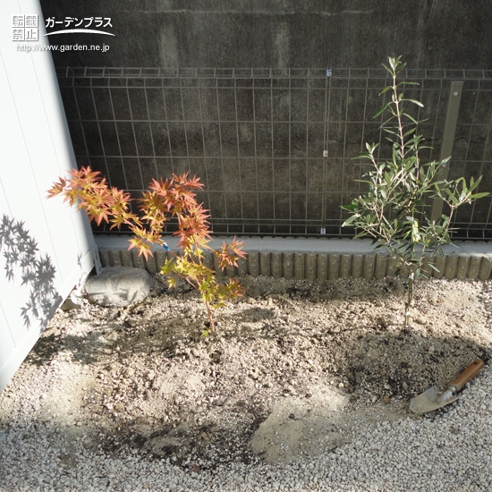 愛知県豊田市もみじ（カエデ）とオリーブの植樹風景