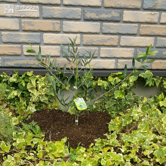 福岡県糟屋郡須惠町オリーブとレモンの植樹風景