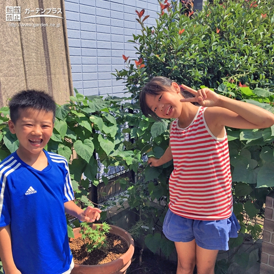 東京都東大和市西洋シャクナゲともみじ（カエデ）とレモンの植樹風景