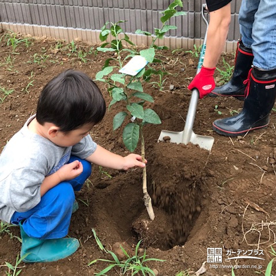 埼玉県北葛飾郡松伏町レモンとキンモクセイの植樹風景