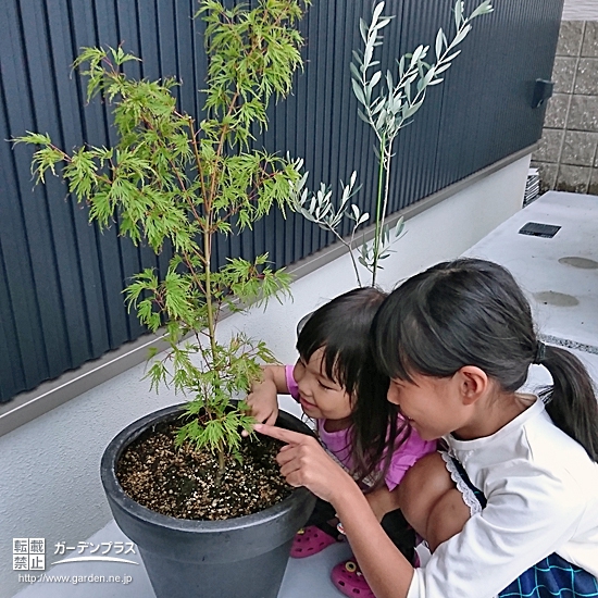 香川県高松市もみじ（カエデ）とオリーブの植樹風景