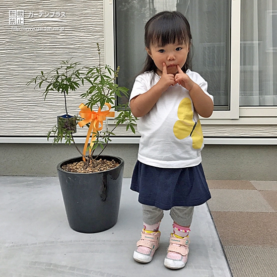 広島県福山市セイヨウニンジンボクの植樹風景