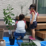 埼玉県さいたま市見沼区オリーブの植樹風景