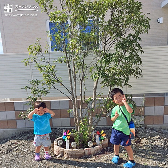 山梨県南アルプス市オリーブとキンモクセイの植樹風景