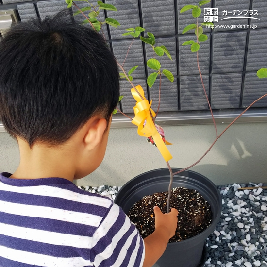 愛知県小牧市ジューンベリーと西洋シャクナゲの植樹風景