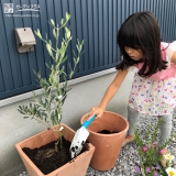 宮崎県宮崎市オリーブとジューンベリーの植樹風景