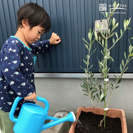 宮崎県宮崎市オリーブとジューンベリーの植樹風景