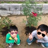 愛知県一宮市ジューンベリーとセイヨウニンジンボクの植樹風景