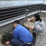 岡山県津山市紅葉トキワマンサクとレモンの植樹風景