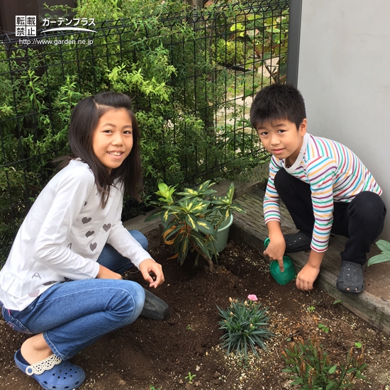 兵庫県明石市西洋シャクナゲの植樹風景