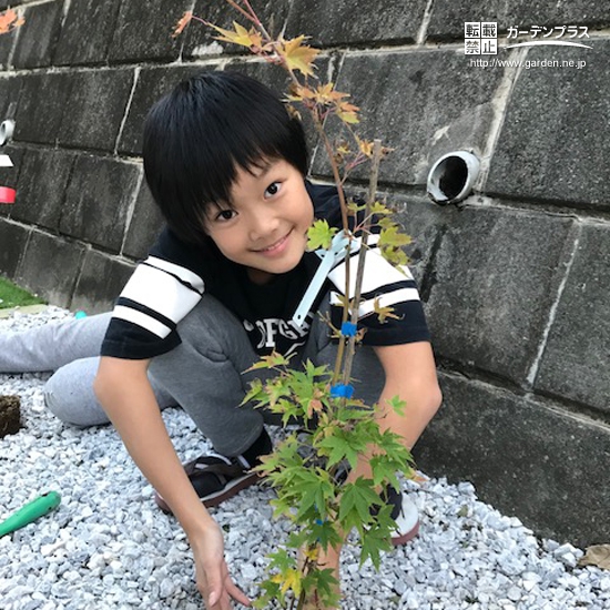 神奈川県横浜市金沢区もみじ（カエデ）の植樹風景