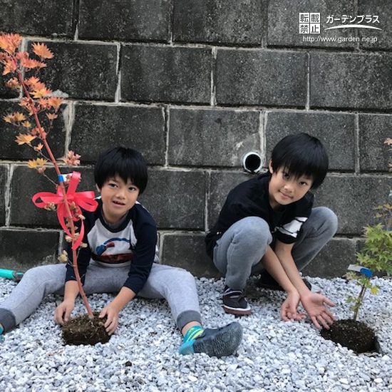 神奈川県横浜市金沢区もみじ（カエデ）の植樹風景
