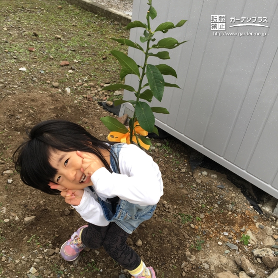 群馬県前橋市レモンとジューンベリーの植樹風景