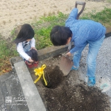 群馬県前橋市レモンとジューンベリーの植樹風景