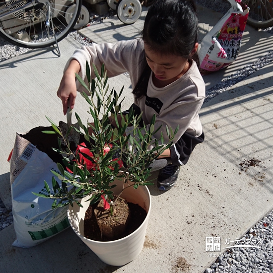 神奈川県横浜市戸塚区オリーブの植樹風景