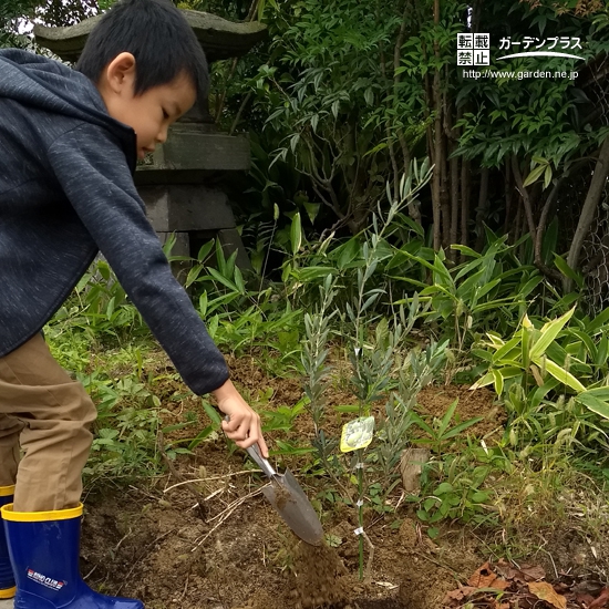 東京都日野市オリーブの植樹風景