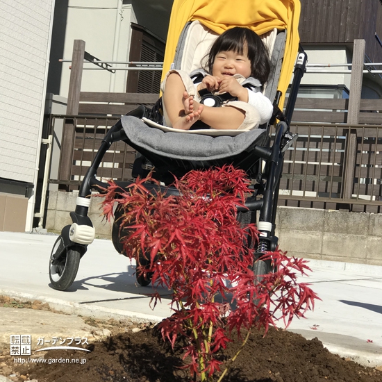 千葉県八千代市もみじ（カエデ）の植樹風景