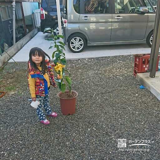 大分県大分市レモンとキンカンの植樹風景