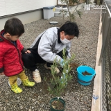 佐賀県唐津市オリーブとセイヨウニンジンボクの植樹風景