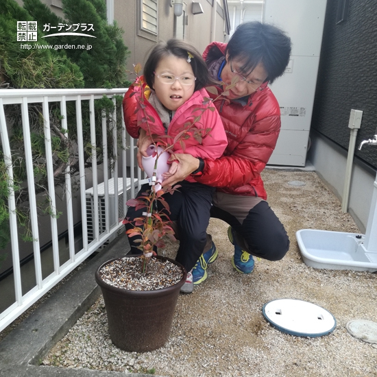 兵庫県神戸市西区ブルーベリーの植樹風景