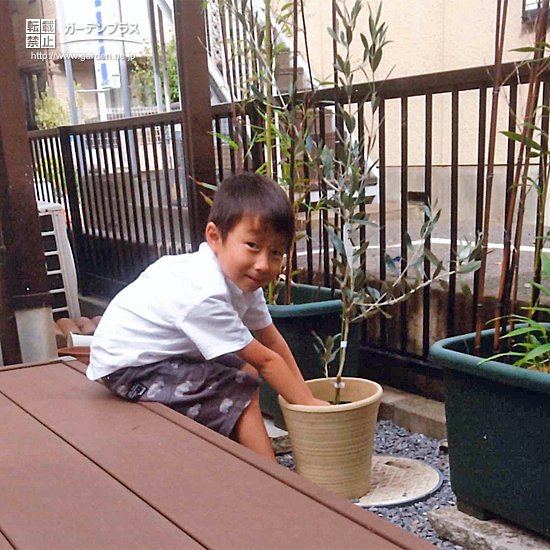 千葉県船橋市オリーブとキンカンの植樹風景