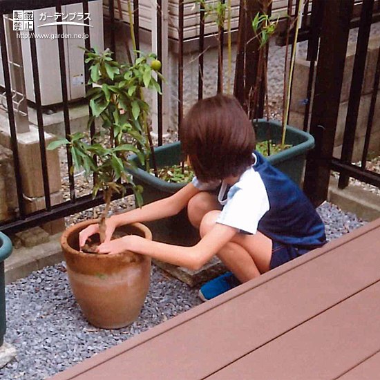 千葉県船橋市オリーブとキンカンの植樹風景