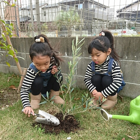 千葉県大網白里市オリーブとジューンベリーの植樹風景