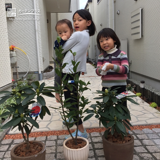 東京都文京区西洋シャクナゲと月桂樹（ローリエ）の植樹風景