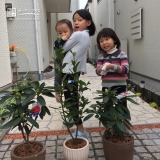 東京都文京区西洋シャクナゲと月桂樹（ローリエ）の植樹風景