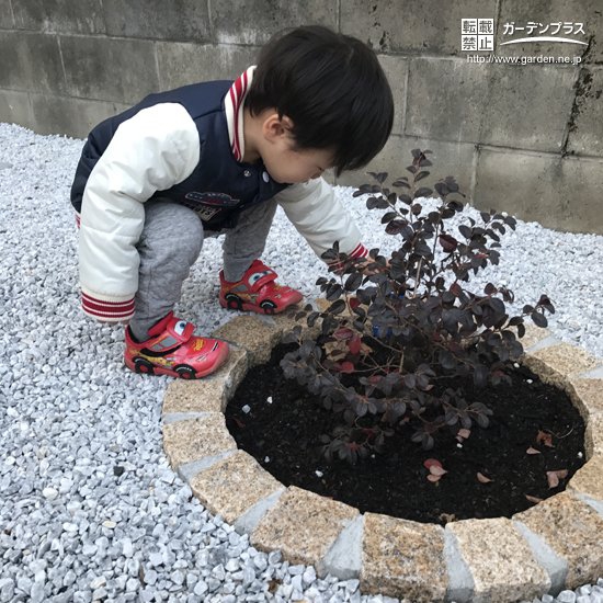 福岡県北九州市ミモザと紅葉トキワマンサクの植樹風景