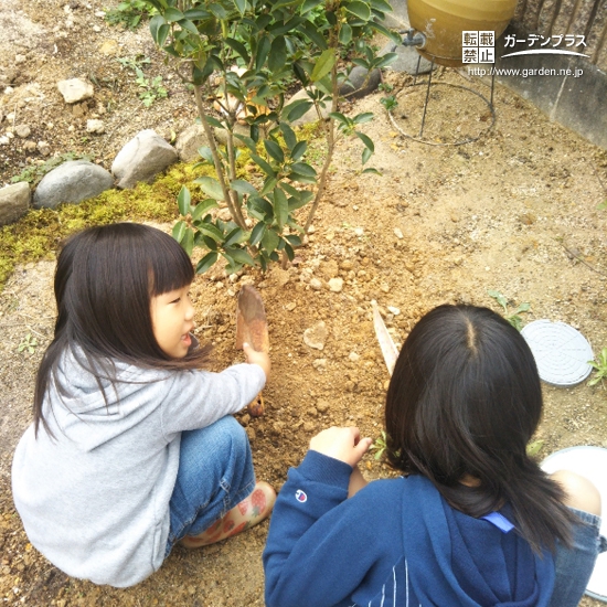 佐賀県伊万里市レモンと四季咲きモクセイの植樹風景