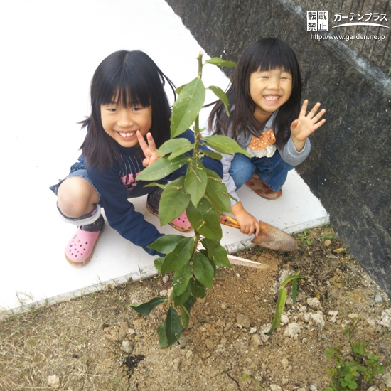 佐賀県伊万里市レモンと四季咲きモクセイの植樹風景