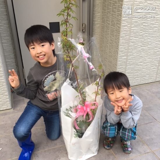 茨城県水戸市ミモザともみじ（カエデ）の植樹風景