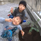 茨城県水戸市ミモザともみじ（カエデ）の植樹風景